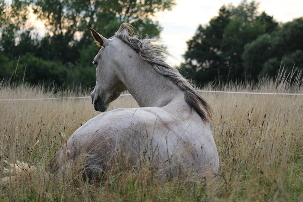 Katze schläft nach Behandlung