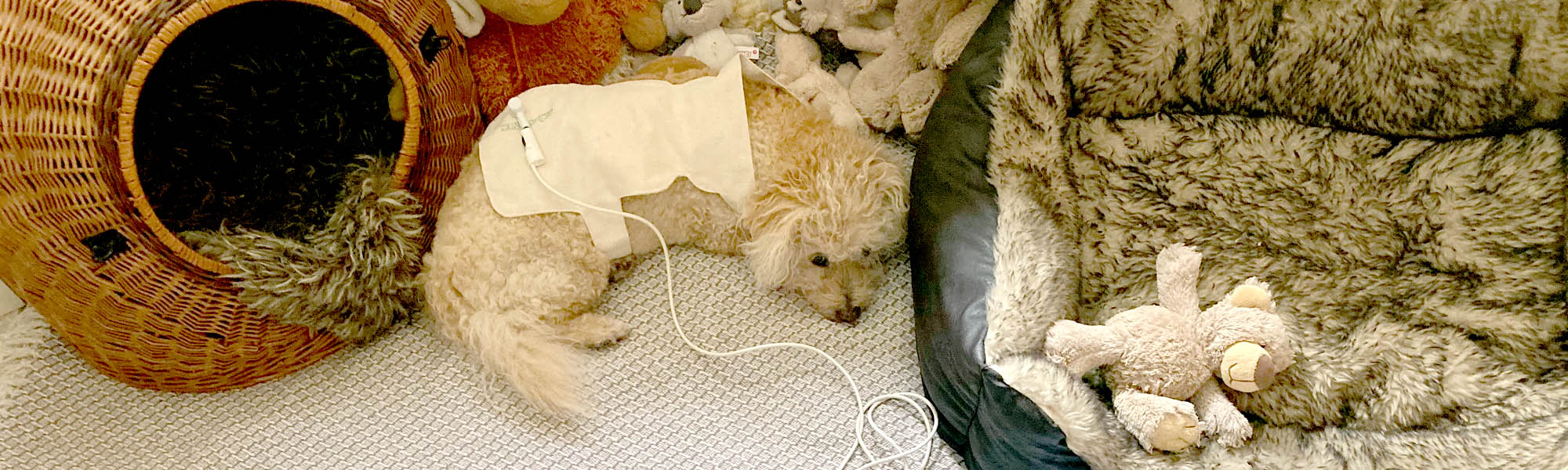 Hund liegt im Körbchen und wird mit BIORESONANZ behandelt